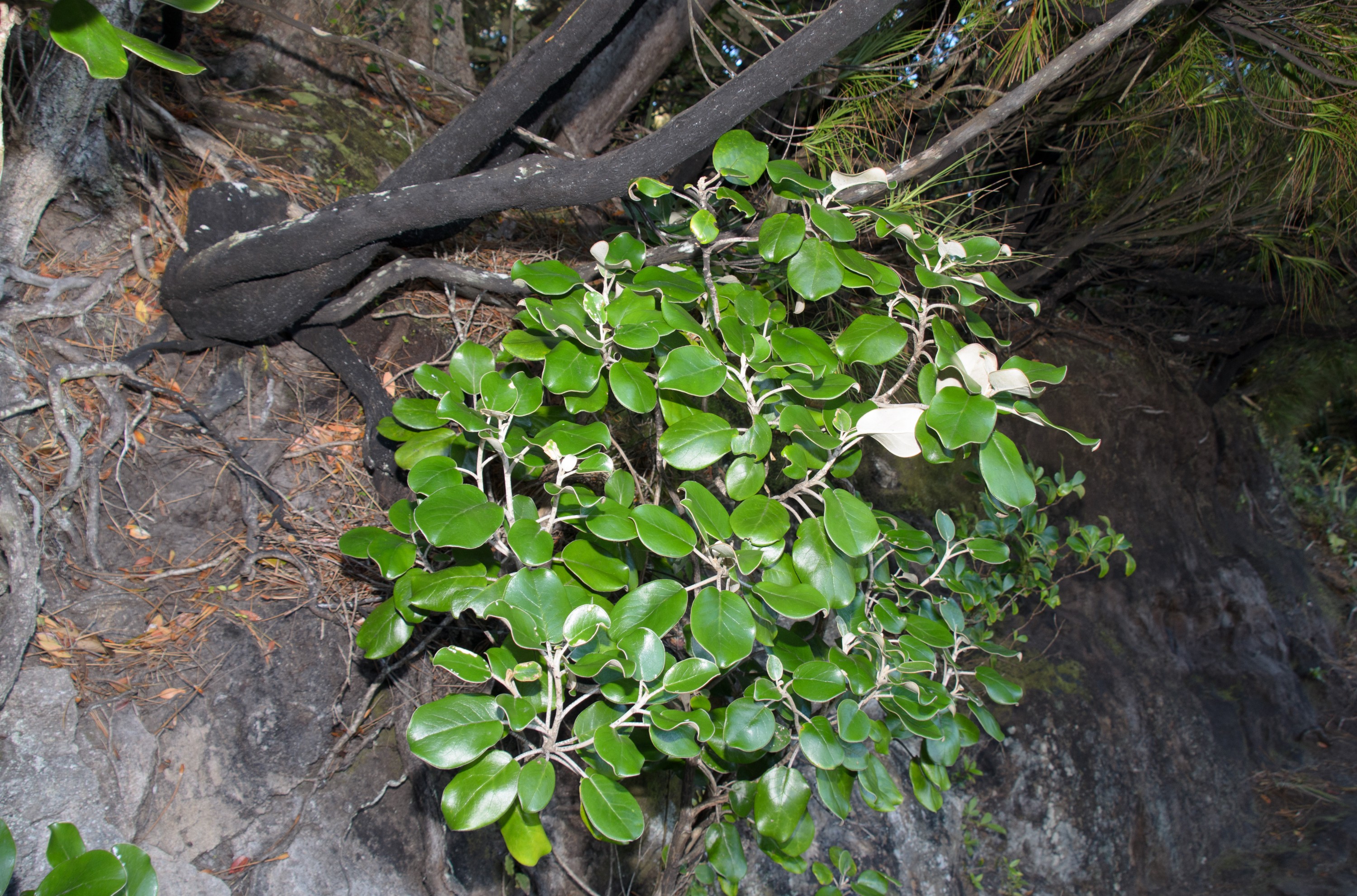 DSC_3125 – Adventure, Crispin, Island, March 2017, Muttonbird scrub, National Park, New, New Zealand, Rakiura, South, Stewart, Zealand